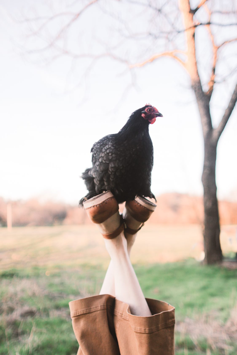 Highwood Clogs with chicken