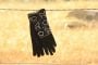 Kersti Glove in Black 